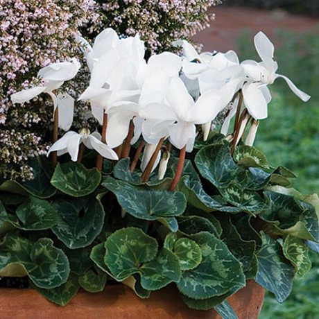 This is what a Cyclamen should look like